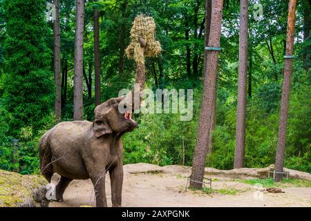 L'éléphant d'Asie saisit le foin, l'alimentation des animaux du zoo, la faune animale en voie de disparition d'Asie Banque D'Images