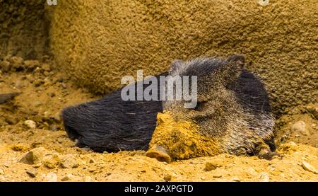 Gros plan d'un peccary collé posé sur le sol avec un museau sale, espèce animale tropicale d'Amérique Banque D'Images