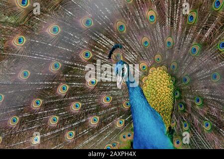 Peacock pour étendre sa queue, montrant ses plumes. Gros plan portrait de paon Banque D'Images