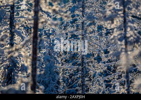 Forêt d'hiver à Lappand, contre-jour Banque D'Images