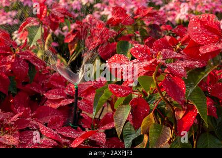 Fleur de Poinsettia rouge, Euphorbia pulcherrima avec gouttes de rosée Banque D'Images