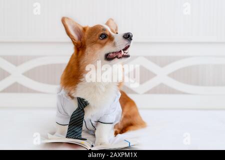 Adorable chien corgi dans une chemise élégante et une cravate près du planificateur quotidien. Mode animaux. Entreprise Banque D'Images