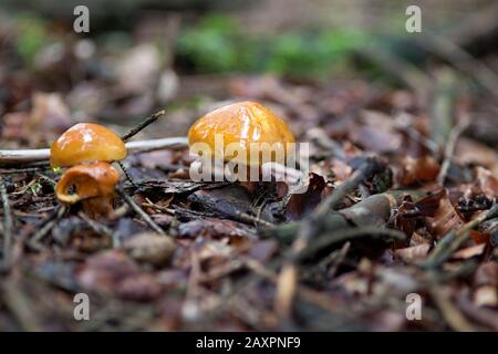 Le bolete de Greville,Suillus grevillei un champignon mélèze en forêt Banque D'Images