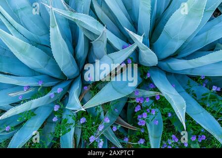 Agave, Blue Phacelia, Parc National Du Désert D'Anza-Borrego, Californie Banque D'Images