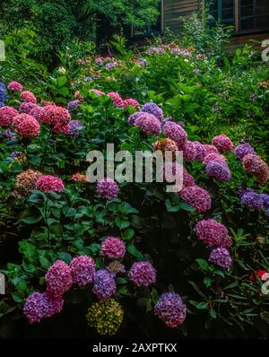 Hydrangea, Hydangeaceae, Fern Canyon Gardens, Mill Valley, Californie Banque D'Images