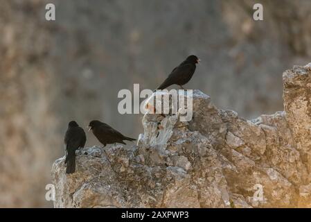 (Pyrrhocorax graculus Alpine Chough) Banque D'Images