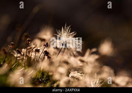 Silverwort blanc (Dryas Octopetala) en contre-jour Banque D'Images