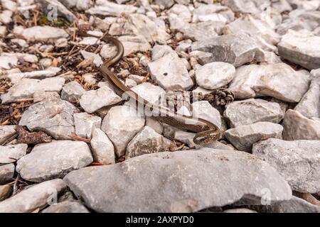 Le ver aveugle sur un chemin vers le Pléisenspitze dans le Karwendel Banque D'Images