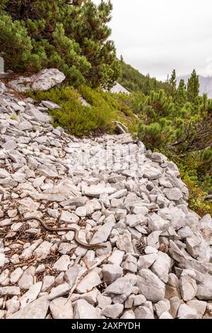 Le ver aveugle sur un chemin vers le Pléisenspitze dans le Karwendel Banque D'Images