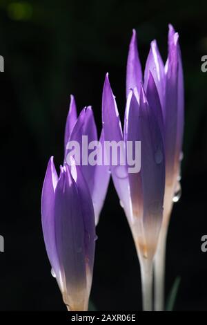 Début printemps, le crocus chrysanthus violet vif fleurit avec des gouttes d'eau sur les pétales. Fleurs de printemps pour le design de vacances. Banque D'Images