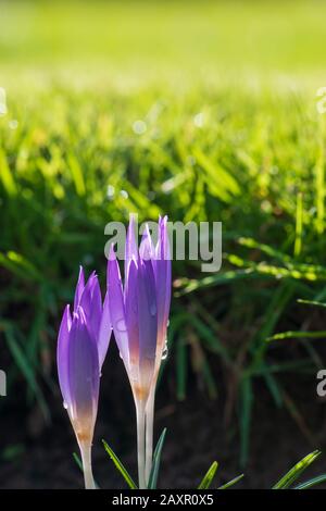 Début printemps violet crocus chrysanthus fleurs avec l'eau chute sur fond vert avec espace de copie pour le texte, la conception de vacances. Banque D'Images