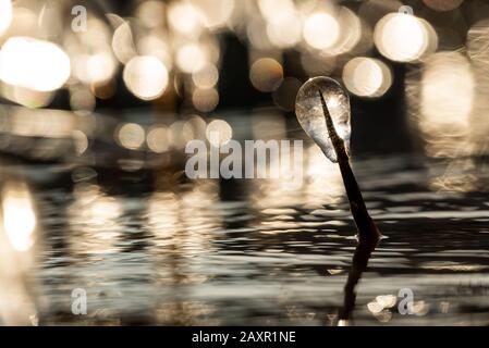 Cristaux de glace sur les tiges de roseau en hiver au lac Walchensee Banque D'Images