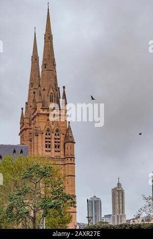 Des renards volants à tête grise ou des chauves-souris aux fruits (Pteropus poliocephalus) volent près de la renaissance gothique a conçu la cathédrale Sainte Marie en début de soirée. Banque D'Images