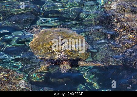 Sbdistraire la tortue de mer verte nageant près de la côte sur Maui Banque D'Images