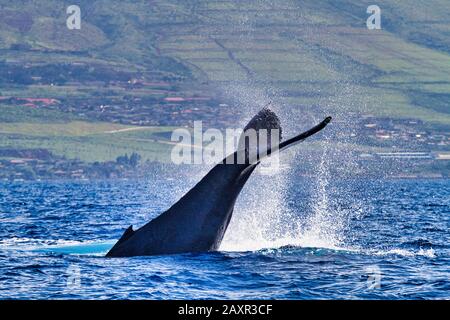 Baleines à bosse qui claque dans l'océan sur Maui. Banque D'Images