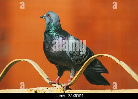 un pigeon curieux se trouve sur une clôture en métal peint forme d'onde sur un arrière-plan rouge flou Banque D'Images