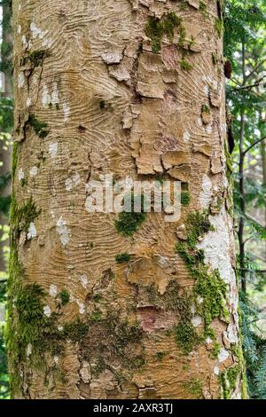 Allemagne, Bade-Wurtemberg, Murrhardt, écorce de l'érable de montagne, Acer pseudoplatanus dans le Parc naturel de la Forêt swabienne-franconienne. Banque D'Images