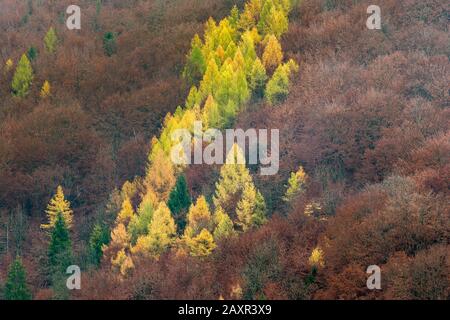 Allemagne, Bade-Wurtemberg, Bad Urach, mélèze doré dans la forêt de hêtre brun rouge, Alb. Swabian Banque D'Images