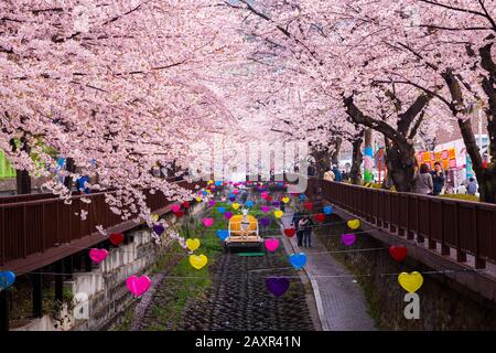 Jinhae, CORÉE DU SUD - 30 MARS 2019: Jinhae Gunhangje Festival au printemps est le lieu de rencontre populaire des cerisiers en fleurs à jinhae, Corée du Sud. Banque D'Images