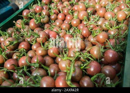 Tomates cerises dans une ferme locale après avoir été cueillies Banque D'Images