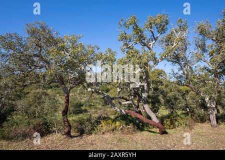 Chênes-liège partiellement écagés (Quercus suber), près de Bensafrim, Algarve, district de Faro, Portugal Banque D'Images