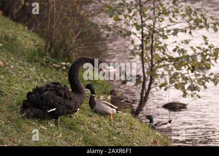 Un magnifique cygne noir se trouve sur une rive verte près de la rivière, entourée de canards Banque D'Images