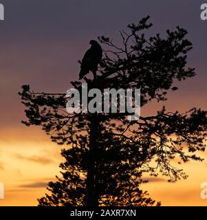 L'aigle doré (Aquila chysaetos), silhouette, se trouve dans l'arbre pendant l'après-midi, Kuusamo, Finlande, Europe Banque D'Images