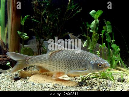 Roach commun (Rutilus rutilus), captif, France, Europe Banque D'Images