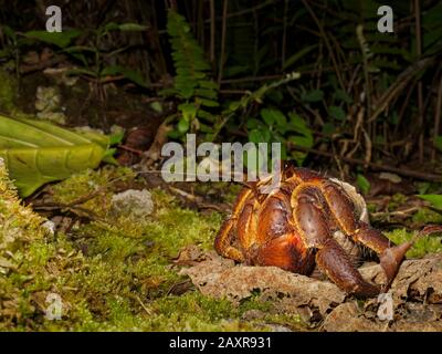 UGA ou crabe de noix de coco marchant sur l'île tropicale du Pacifique sud de Niue. Banque D'Images