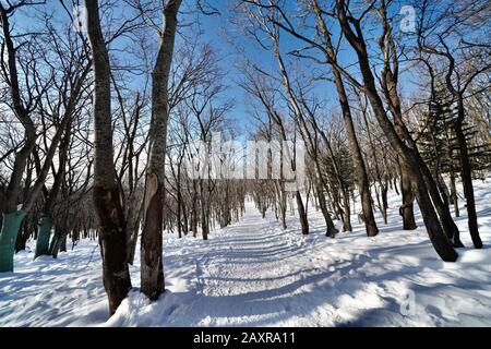 Randonnée dans la Réserve naturelle de Shiretoko sur un sentier enneigé en hiver, Shiretoko, Hokkaido, Japon Banque D'Images