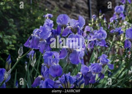 Iris bleus au printemps à Laurenque. Situé Dans Le Parc Naturel Régional Haut-Languedoc. Banque D'Images