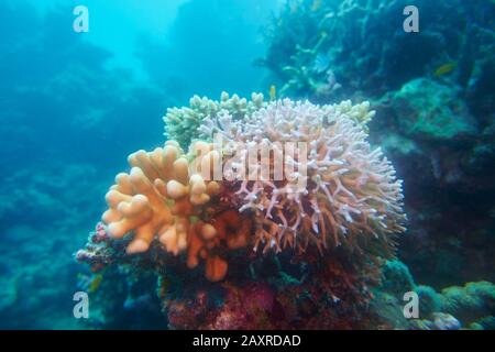 Récif De Corail Coloré, Mer De Corail, Cairns, Queensland, Australie Banque D'Images