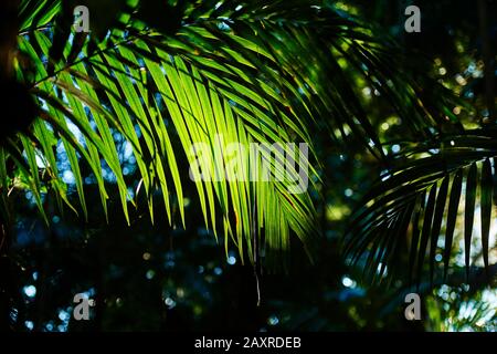 Picabeen Palm, Argontophoenix cunninghamiana, le matin dans la forêt tropicale, Mary Cairncross Scenic Reserve, Spring, Queensland, Australie Banque D'Images