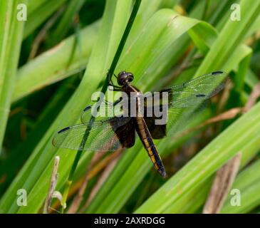 Gros plan d'une libellule de skimmer veuve (Libellula luctuosa) attendant sa perchaude pour les moustiques et autres petits insectes à voler. Banque D'Images