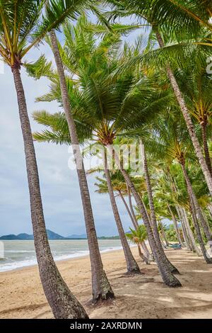 Cococotiers, Cocos nucifera, le matin à Clifton Beach au printemps, Queensland, Australie Banque D'Images