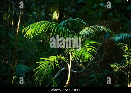 Picabeen Palm, Argontophoenix cunninghamiana, le matin dans la forêt tropicale, Mary Cairncross Scenic Reserve, Spring, Queensland, Australie Banque D'Images