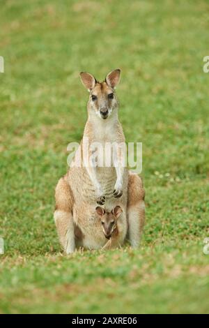 Wallaby agile, Macropus agilis, avec cub en sac, dans un pré, Queensland, Australie, Océanie Banque D'Images