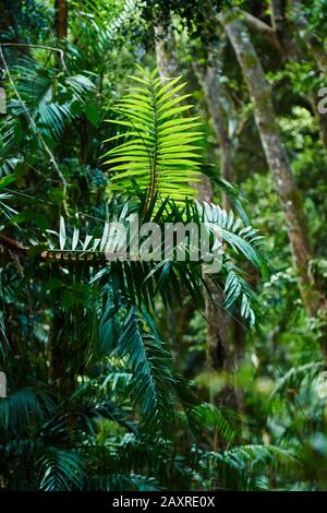 Picabeen Palm, Argontophoenix cunninghamiana, le matin dans la forêt tropicale, Mary Cairncross Scenic Reserve, Spring, Queensland, Australie Banque D'Images