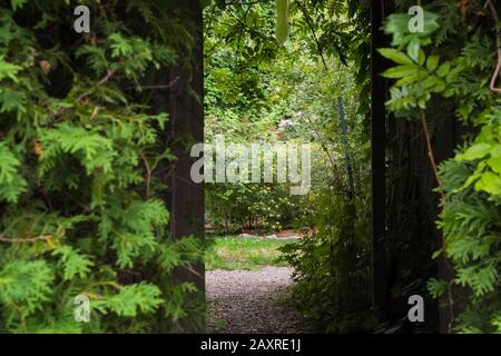 Chemin de gravier et porte d'entrée de clôture en bois à travers Thuja occidentalis - couverture de cèdre menant au jardin de cour en été. Banque D'Images