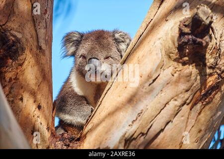 Ours de Koala sur arbre, Phascolarctos cinereus, Eueucalyptus, Great Otway National Park, Victoria, Australie Banque D'Images