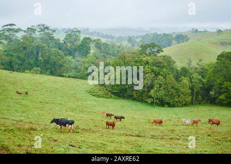 Forêt tropicale, pâturages avec vaches et aurochs, Bos primigenius taurus, Queensland, Australie, Océanie Banque D'Images