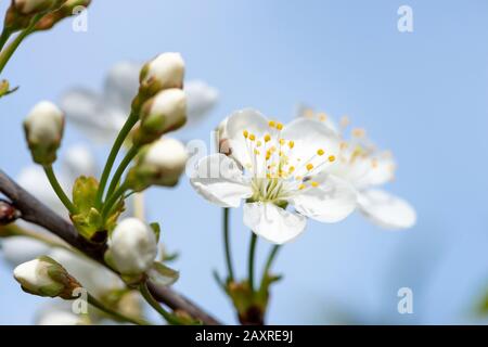 Fleurs de cerise aigre (Prunus ceratus). Banque D'Images