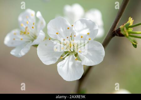 Fleurs de cerise aigre (Prunus ceratus). Banque D'Images