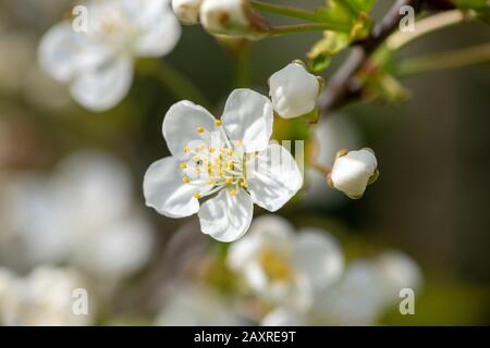 Fleurs de cerise aigre (Prunus ceratus). Banque D'Images