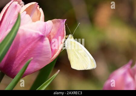 Chou blanc sur une tulipe. Banque D'Images