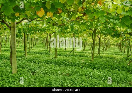 Paysage, vignes Sur Le Chemin de Saint-Jacques près de Zumaia, Pays basque, Espagne Banque D'Images