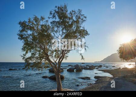 Arbre sur la plage de Plakias, Crète, Grèce Banque D'Images