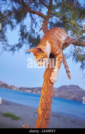 Chat domestique, Felis silänys catus, cub, tronc d'arbre, escalade, Crète, Grèce Banque D'Images