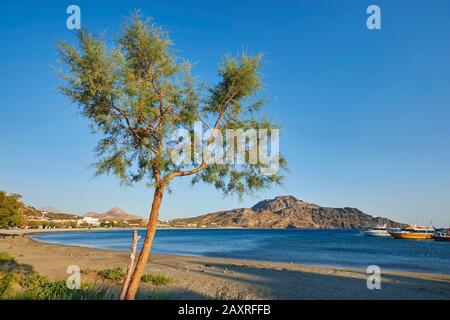 Arbre sur la plage de Plakias, Crète, Grèce Banque D'Images