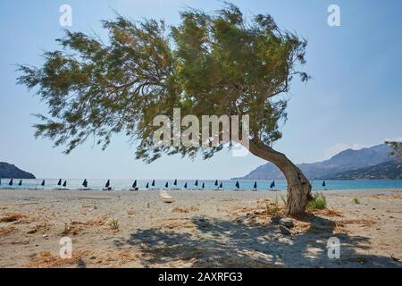 Arbre sur la plage de Plakias, Crète, Grèce Banque D'Images